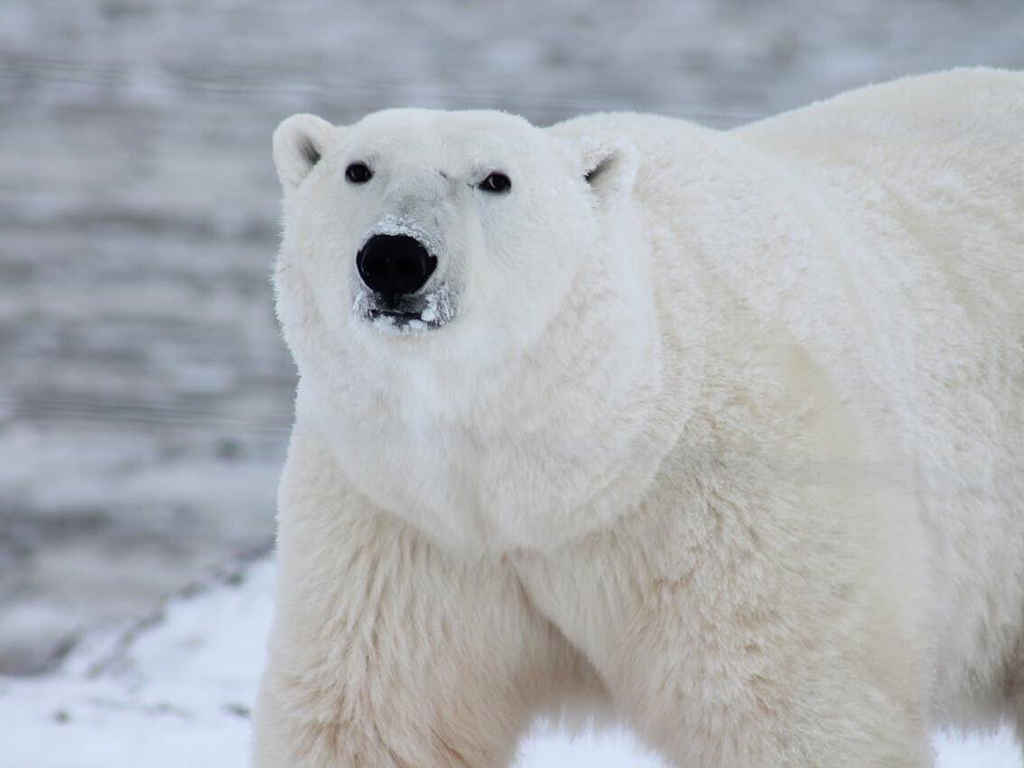 How polar bears provide food for other Arctic species